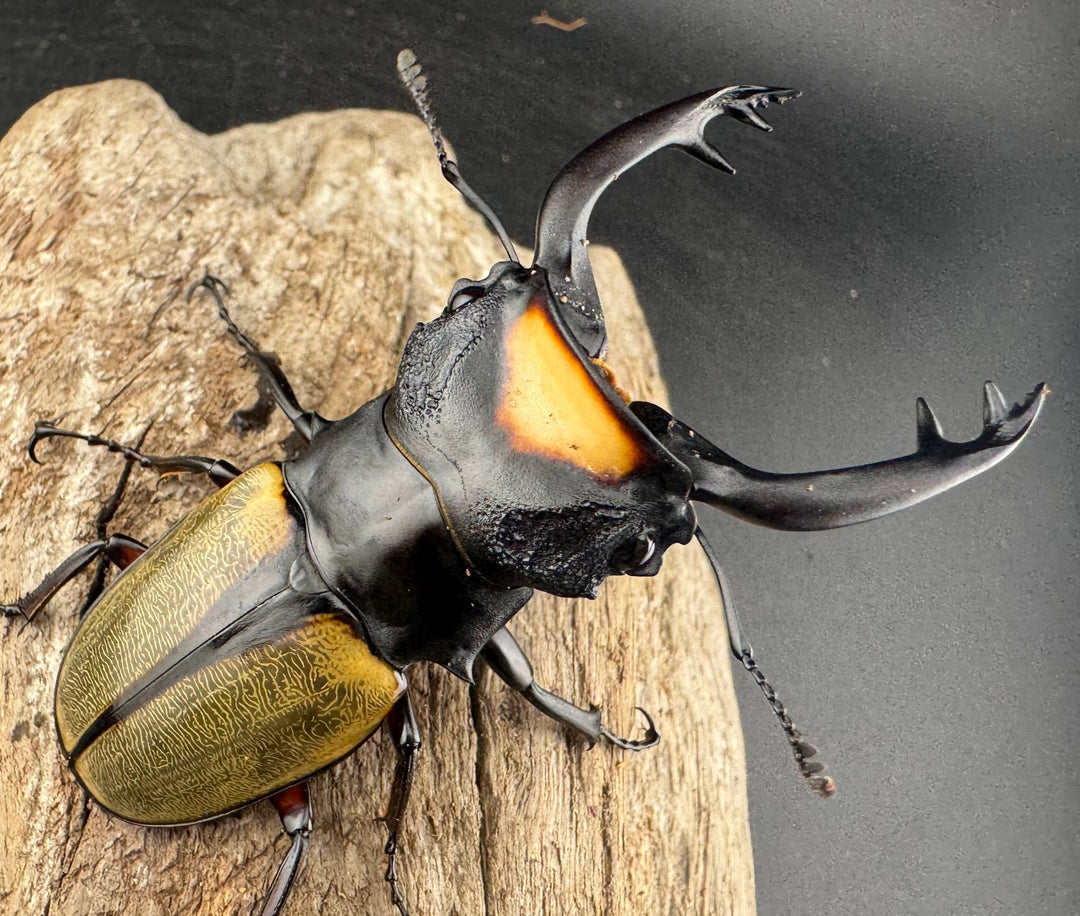 【WD】エラー個体《ラコダールツヤクワガタ 78.5mm A’品ペア》