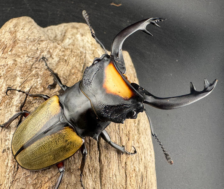 【WD】エラー個体《ラコダールツヤクワガタ 78.5mm A’品ペア》