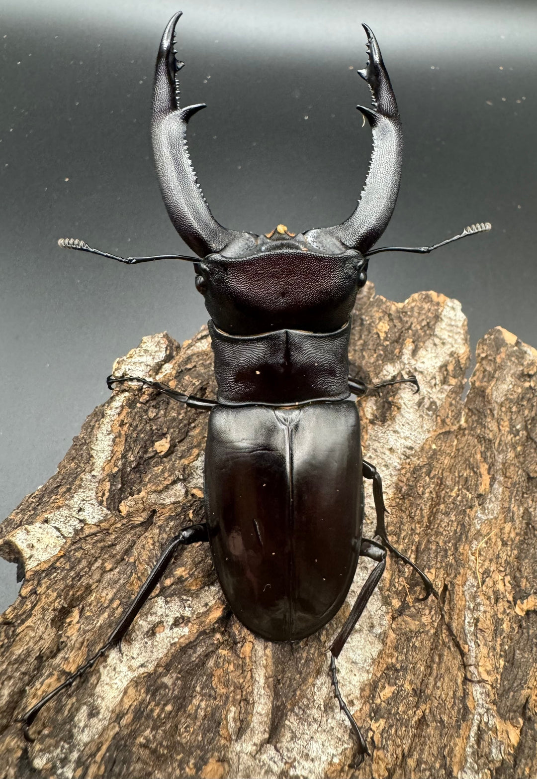 【WD】《マンディブラリスフタマタ 98mm ペア》