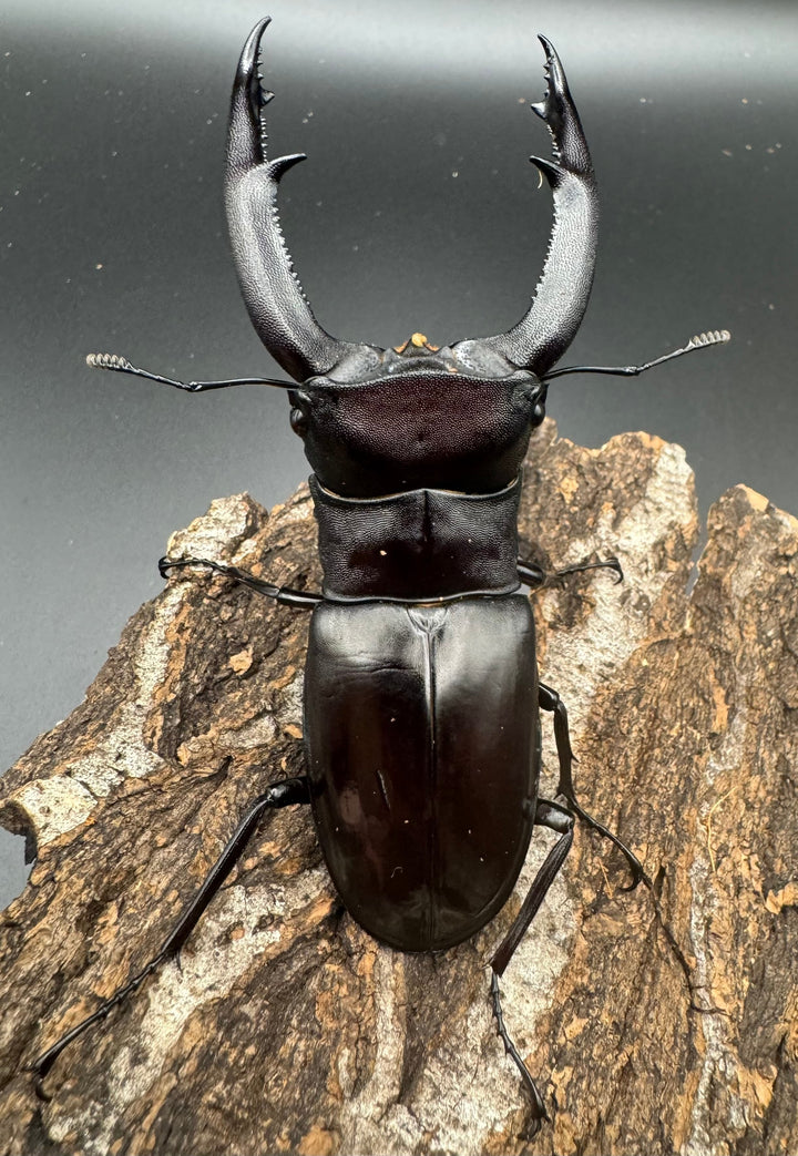 【WD】《マンディブラリスフタマタ 98mm ペア》