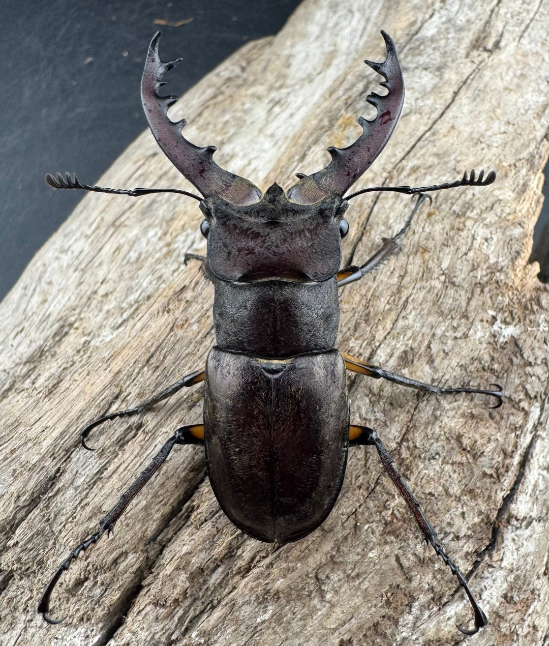 【WD】《ミヤマクワガタ 山形県産 55mmUP ペア》