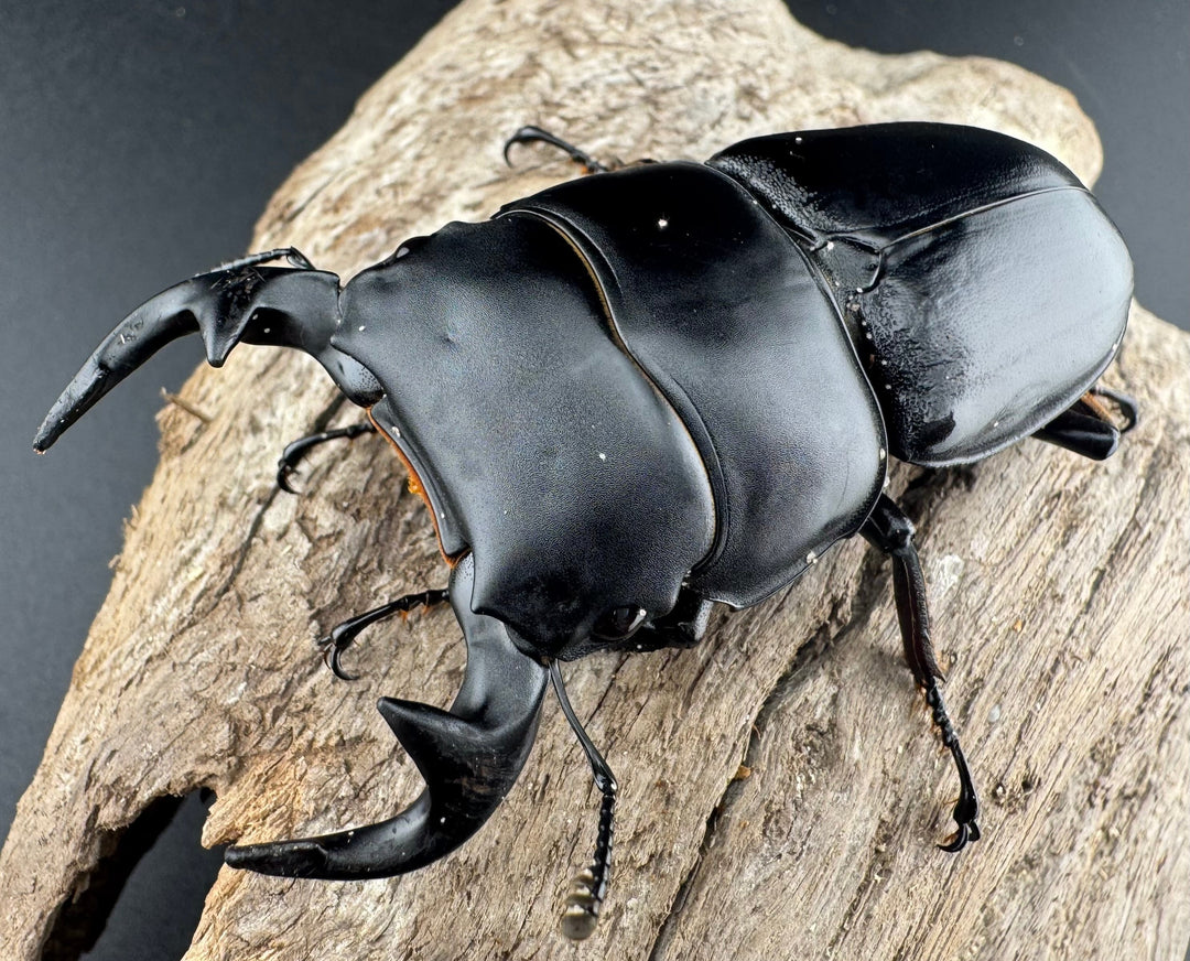 【WD】《グランディスオオクワ原名亜種 70mm A'品ペア》