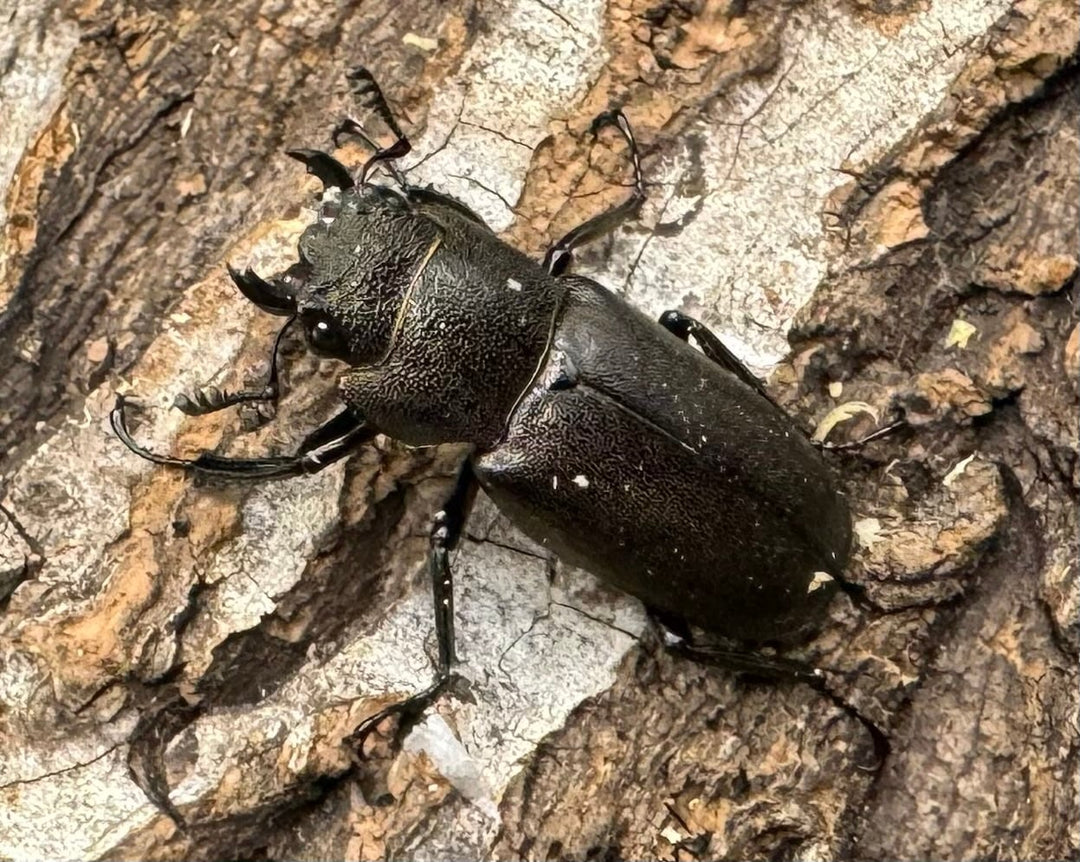 【WD】《メタリフェルホソアカ 87.5mm ペア》