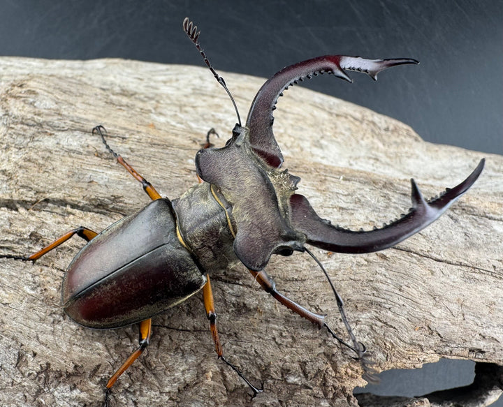 【WD】《クラーツミヤマ ベトナム亜種 63mm ペア》