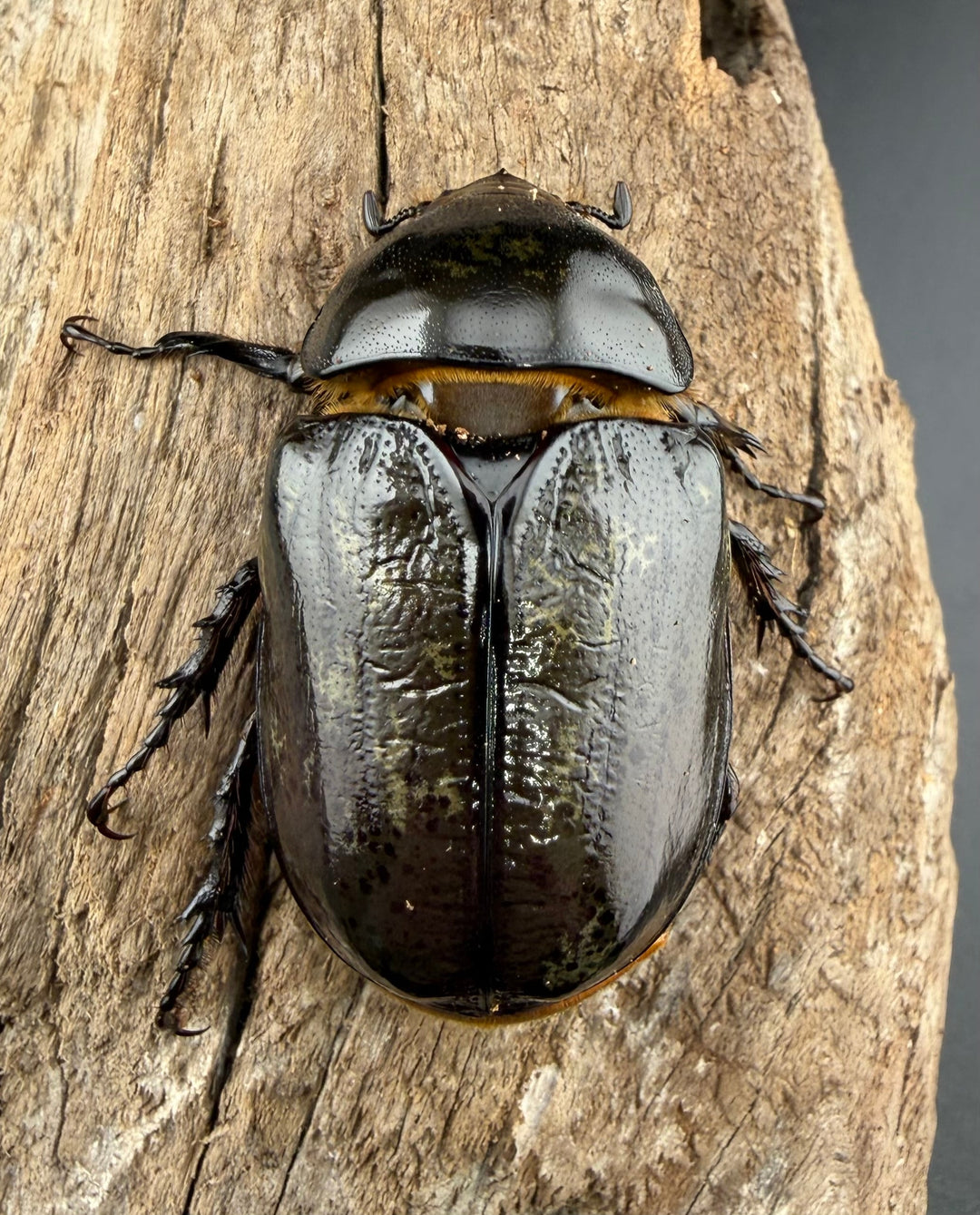 《ティティウスシロカブト 66mm ♂♀♀トリオ》