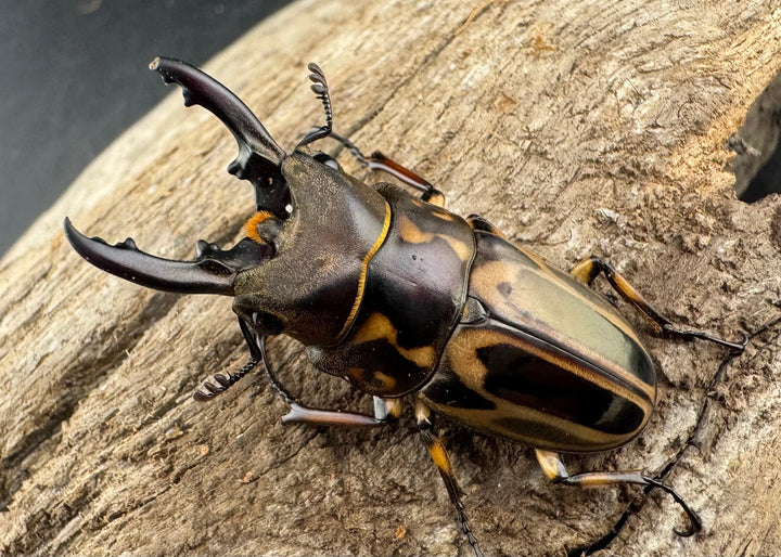 【WD】《ゼブラノコギリクワガタ原名亜種 41.5mm ペア》