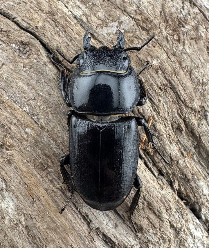 【WD】《ベトナムヒラタ 海南省産 75.5mm ペア》