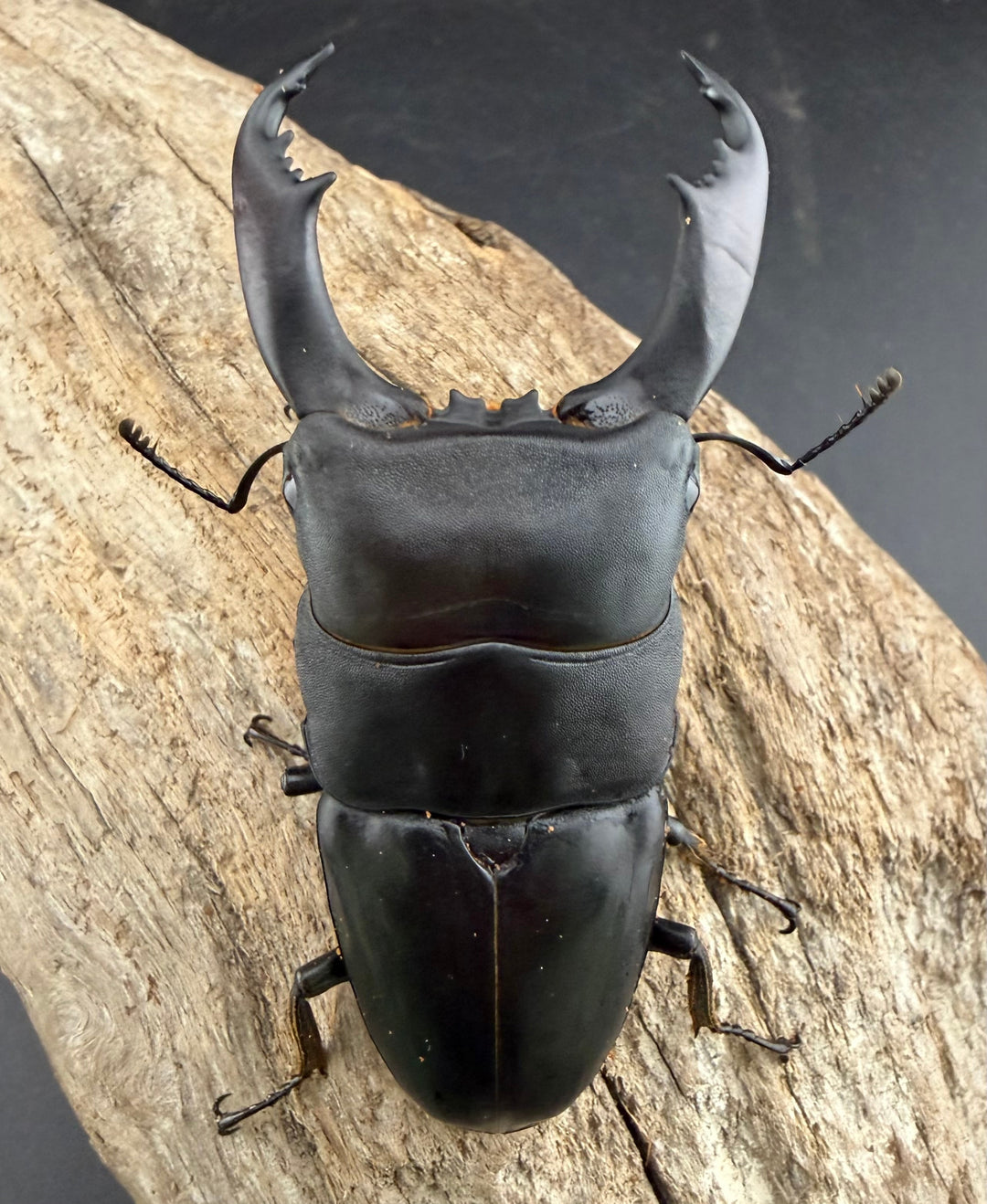 【WF2】《カヤパヒラタクワガタ 84mm ペア》