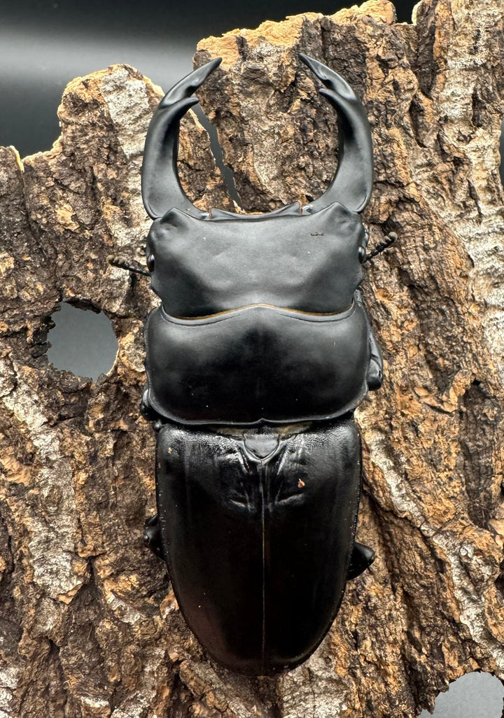 《オオクワガタ TT川西血統 82mm ペア》ヒート氏ブリード個体