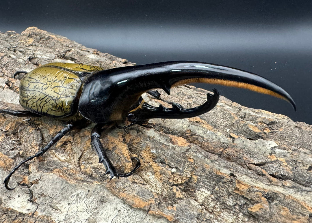 《ヘラクレス・ヘラクレス 143mm ペア》