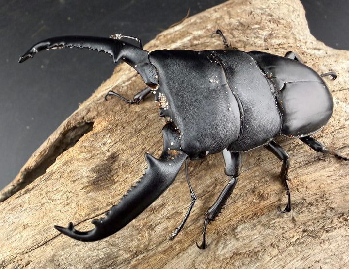 【WD】《パラワンオオヒラタ ガントン産 84mm ペア》