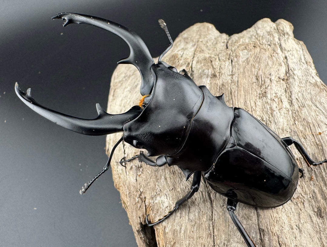 【WD】《インターメディアツヤクワガタ パラワン産 92mm ペア》