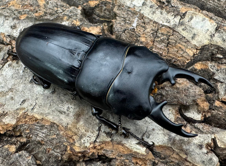 【WF2】《ハンスヒラタ 55mm ペア》