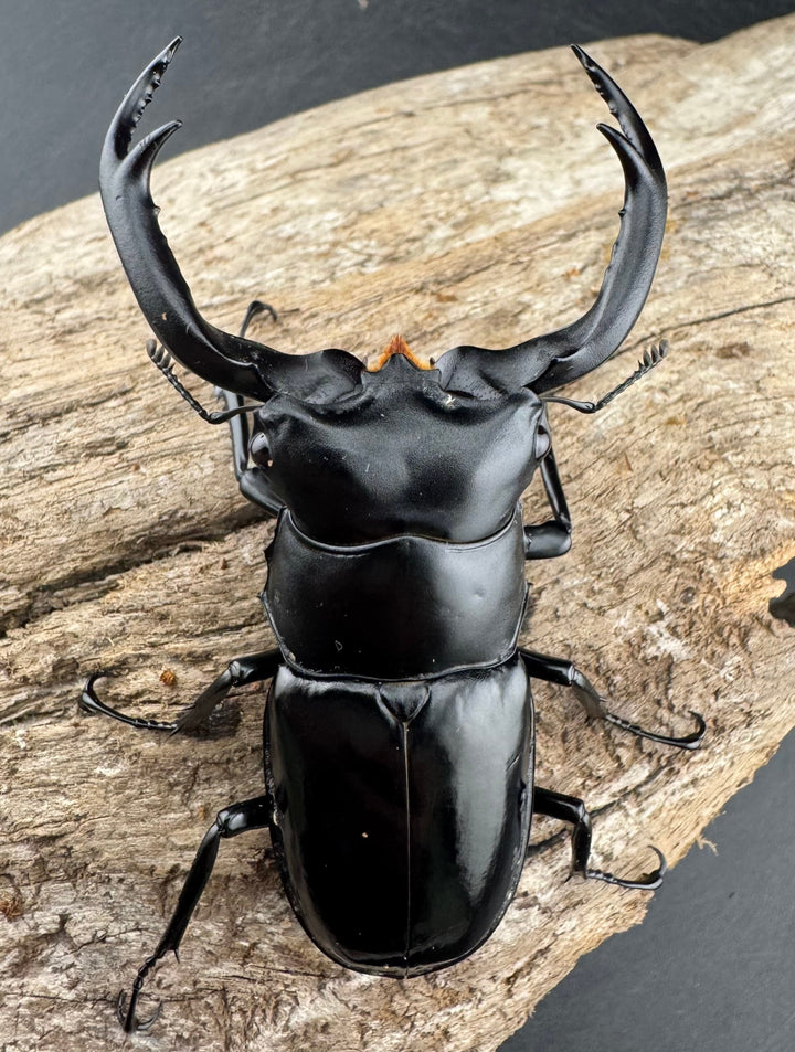 【WD】《ウエストウッディ亜種カズミアエ 雲南省産 73mm ペア》