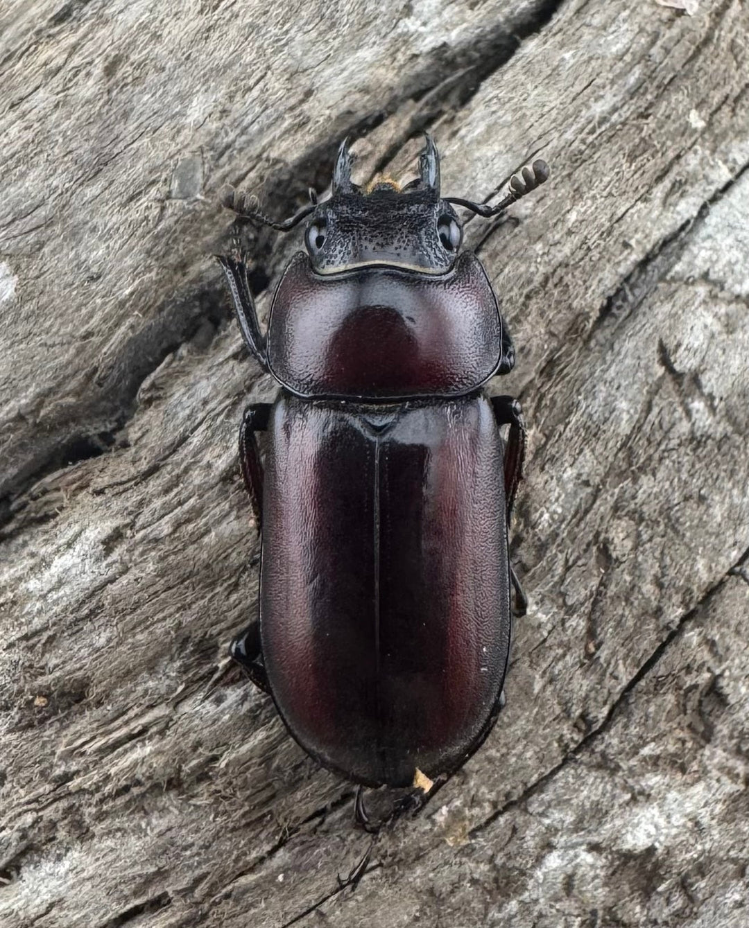 【WD】《モーレンカンプコクワ亜種bomansi 30.5mm ♂♀♀トリオ》