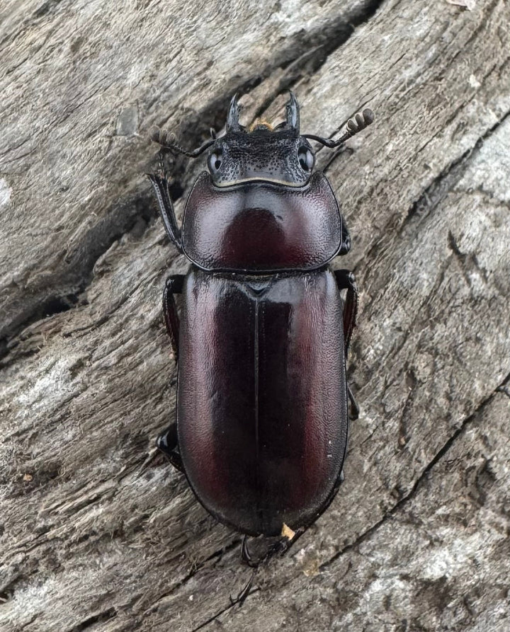 【WD】《モーレンカンプコクワ亜種bomansi 30.5mm ♂♀♀トリオ》