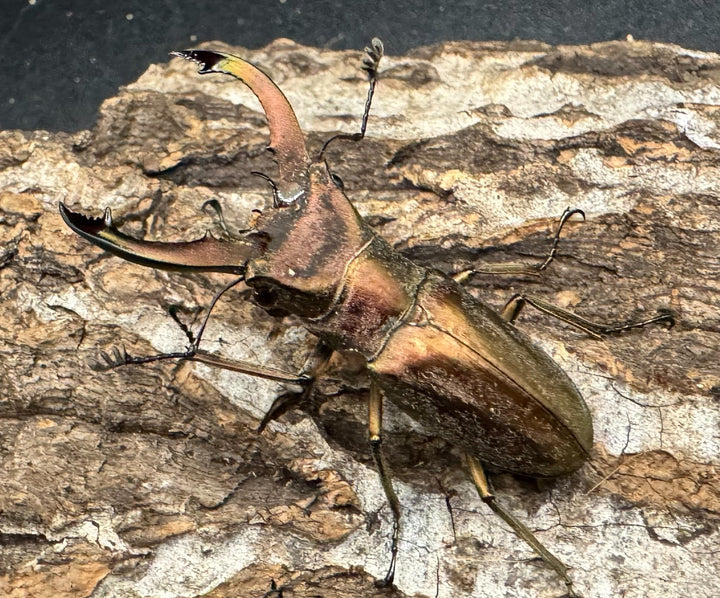 【WD】《クプレオニテンスホソアカ 42mm ペア》