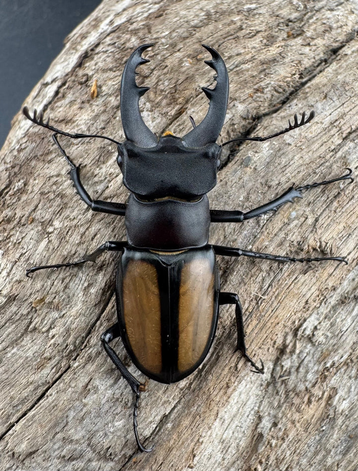 【WD】《パリーミヤマクワガタ 40.5mm ペア》