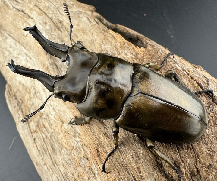 【F0】《ローゼンベルグオウゴンオニクワガタ 72mm ペア》