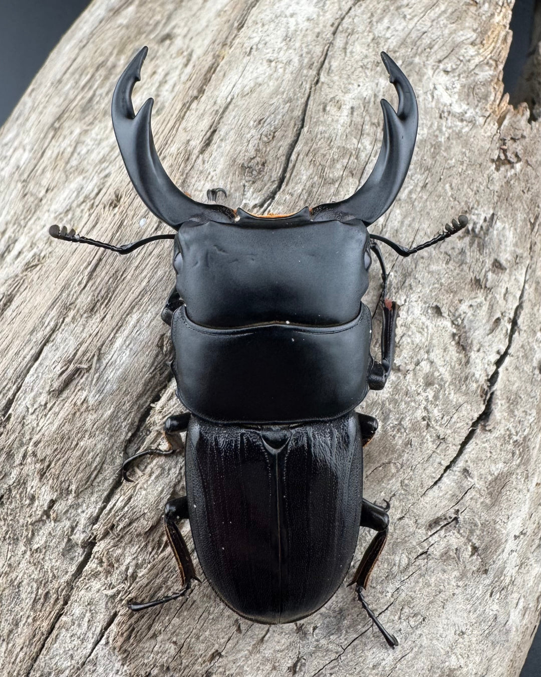 【WD】《ミンダナオパリーオオクワ キダパワン産 60mm A’品ペア》