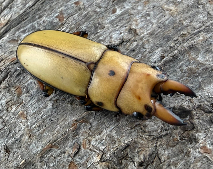 【WD】《オキピタリスノコギリ亜種astericus 26.5mm ペア》