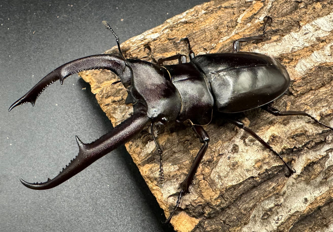 【WD】《マンディブラリスフタマタ 95mm ペア》