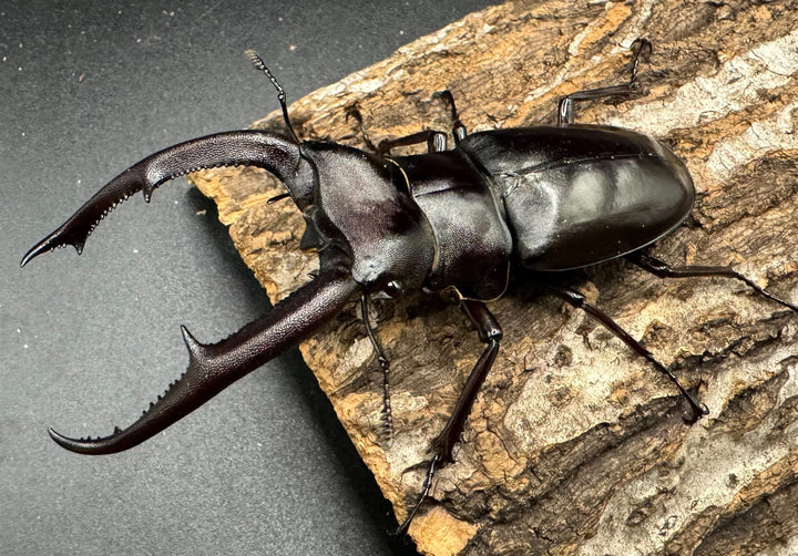 【WD】《マンディブラリスフタマタ 95mm ペア》