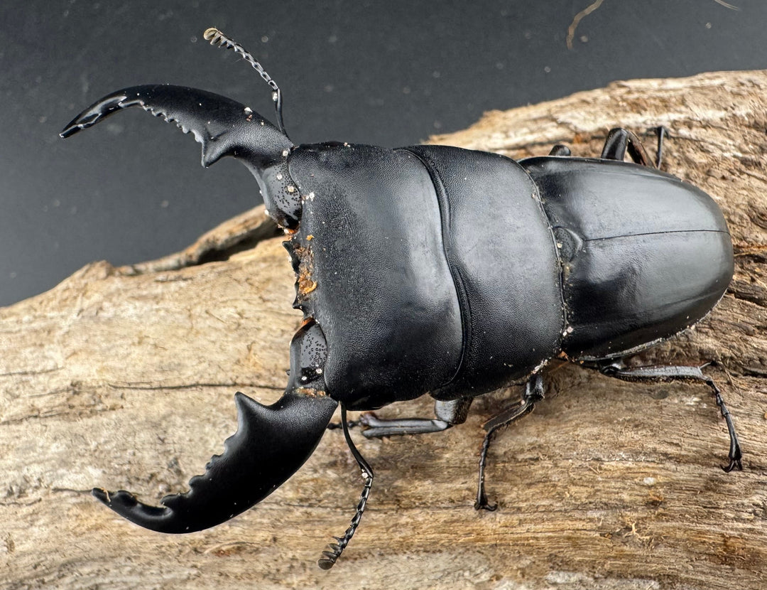 【WD】《スマトラオオヒラタ アチェ産 72mm ペア》