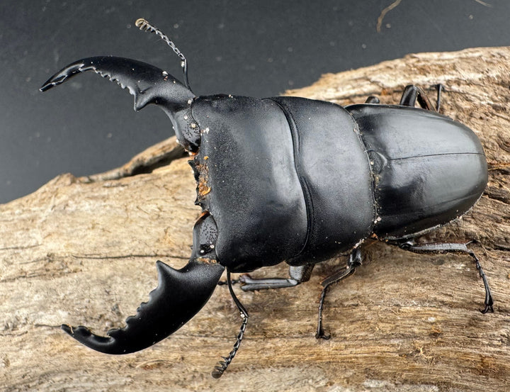 【WD】《スマトラオオヒラタ アチェ産 72mm ペア》