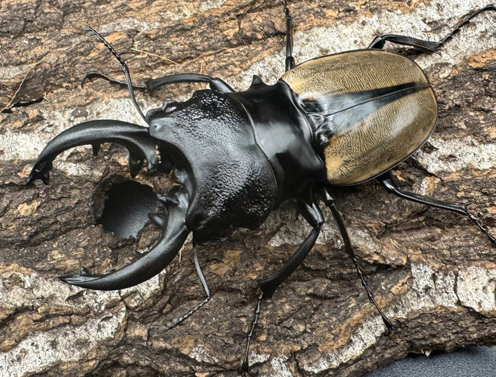 【WD】《ルデキンツヤクワガタ 73mm ペア》