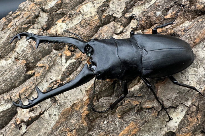 【WD】《ギラファノコギリ亜種ケイスケ 100mm A'品ペア》