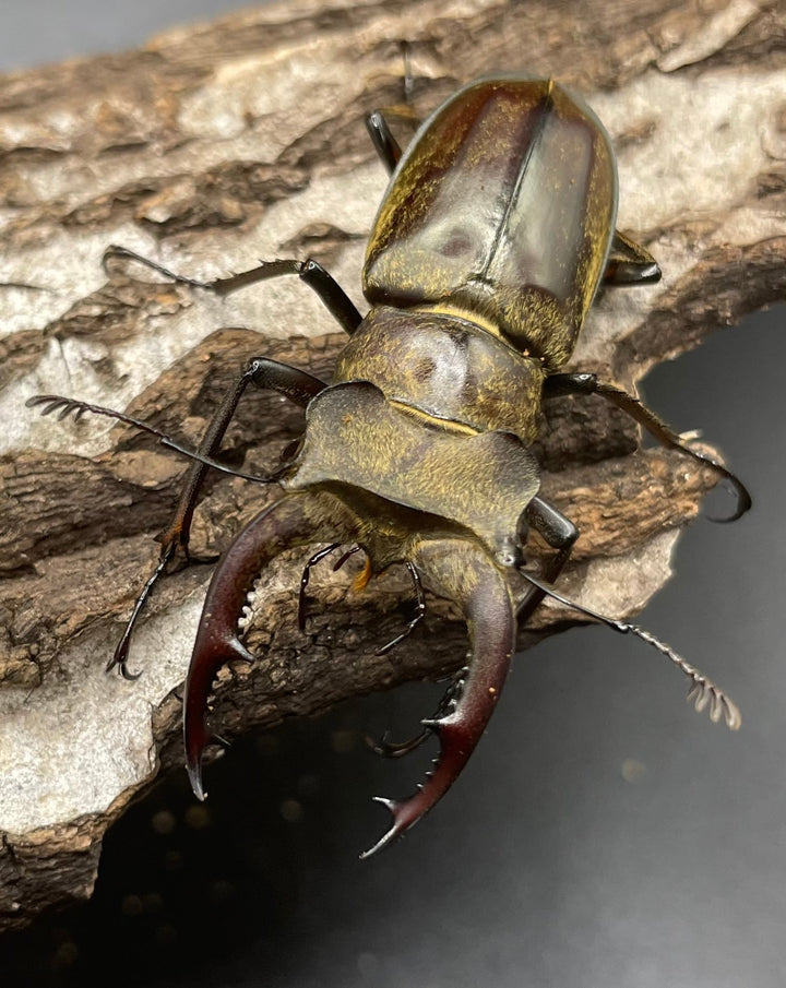 【WD】超貴重《ディルクミヤマクワガタ 50mm ペア》