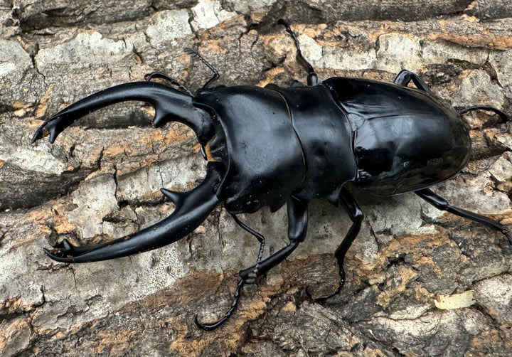 【WD】《インターメディアツヤクワガタ 92.5mm ペア》