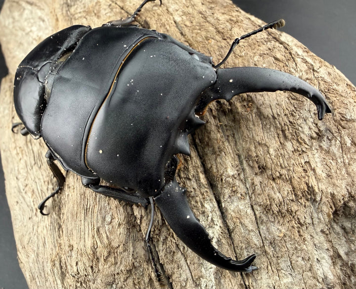 【WD】《アルキデスヒラタ アチェ産 長歯 87mm ペア》