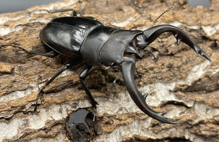 【WD】《アマミノコギリ 68mm ペア》