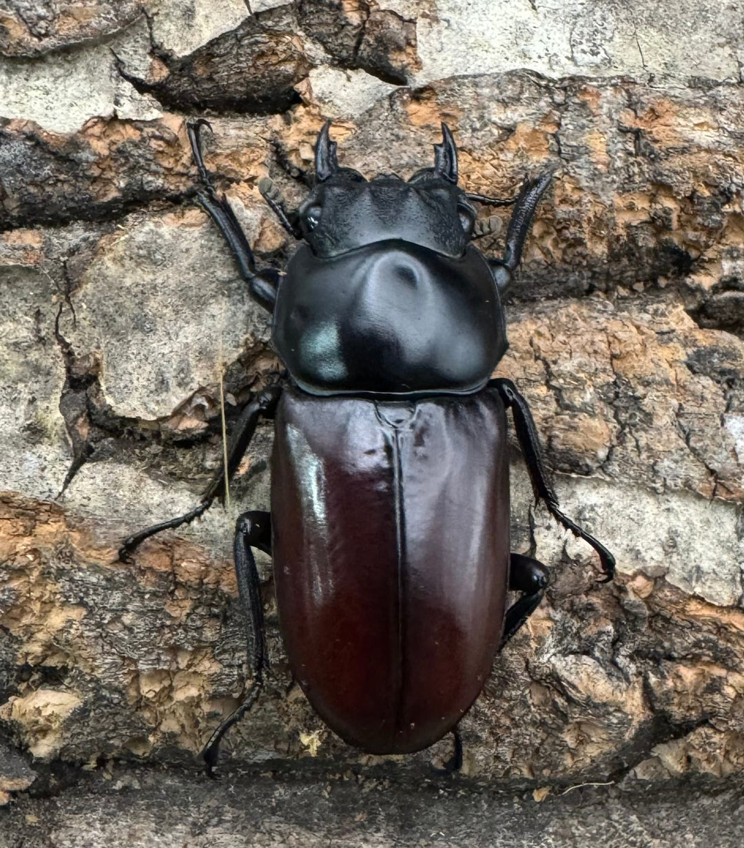 【WF2】《アローコクワ亜種ノブヒロイ 58mm ♂♀♀トリオ》