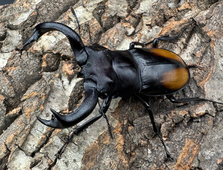 【WD】《セアカフタマタ（パリーフタマタ） 75mm ペア》