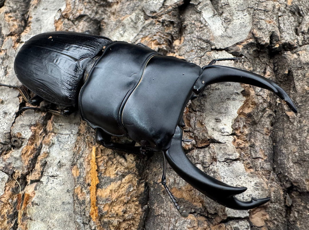 【WD】《ミンダナオパリーオオクワ 66mm ペア》