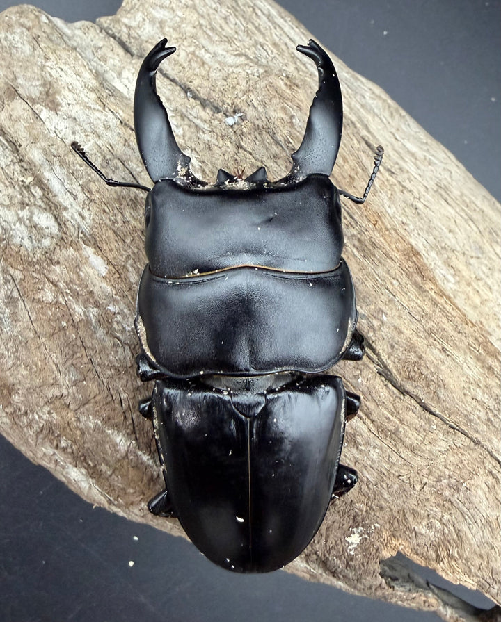 【WD】《アルキデスヒラタ ベンクール産 83.5mm ペア》