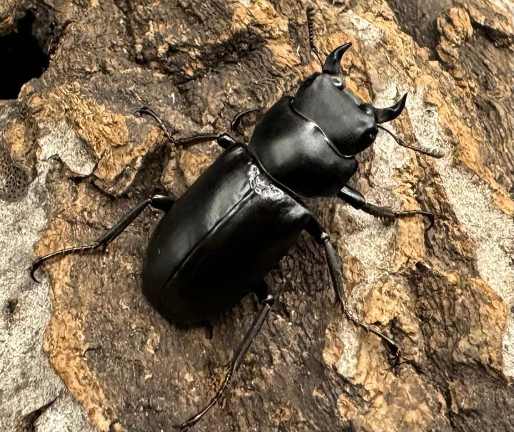 【WD】《ドルクス タオ 27mm B品ペア》