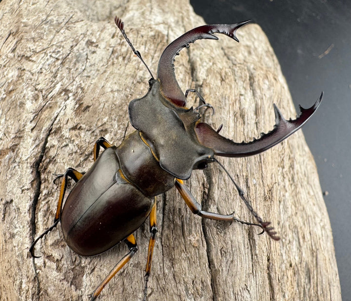 【WD】《フェアメイルミヤマ 雅安市産 54mm ペア》