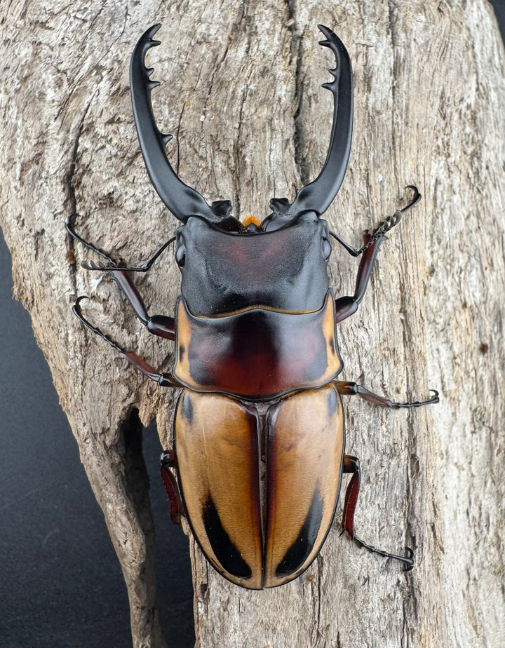 【WF3】《ファブリースノコギリ亜種タカクワイ 74mm ペア》