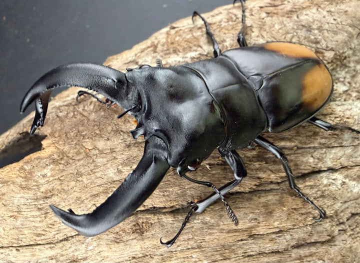 【WD】《パリーフタマタ亜種ディロレイ 75.5mm ペア》