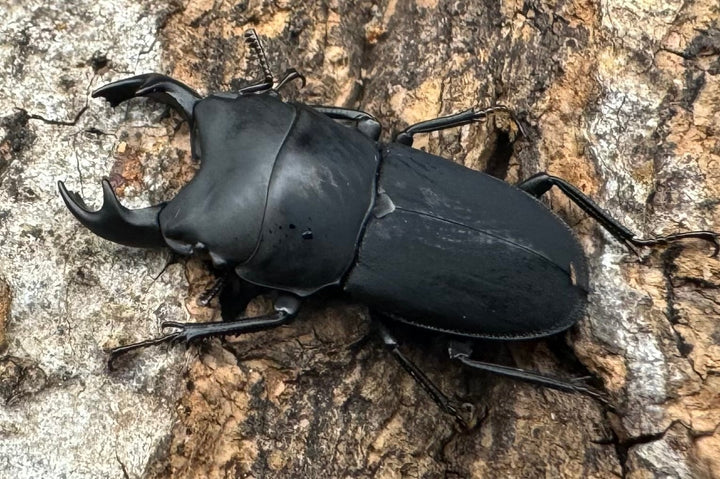 【WF2】《メタドルクス ロトゥンダトゥス ♂♀♀トリオ》