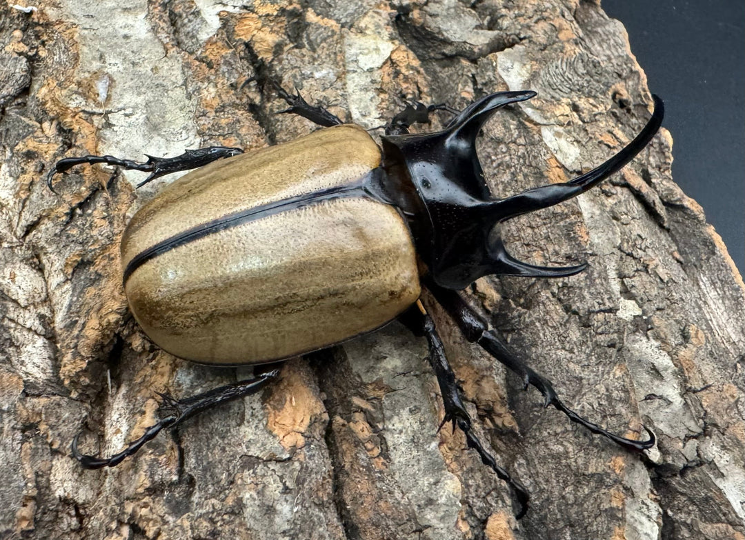 【WD】《ゴホンツノカブト 75mm ペア》