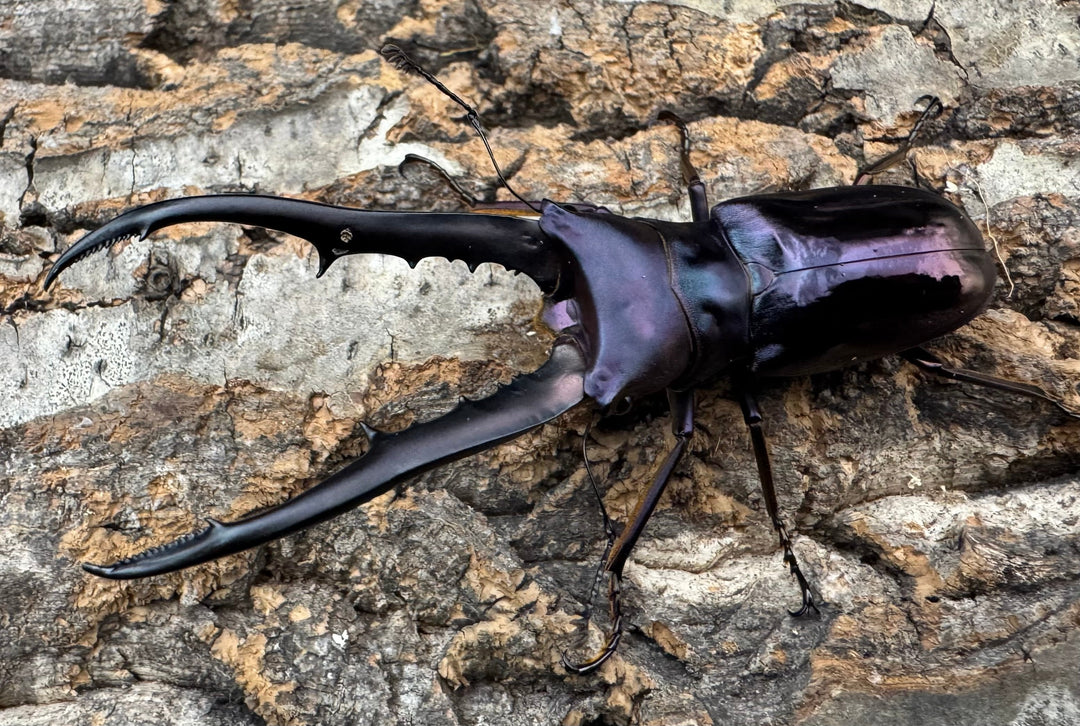 【美麗】《メタリフェルホソアカ 73mm ペア》わたくわ氏ブリード個体