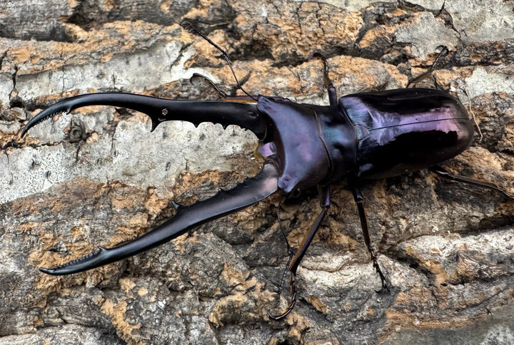 【美麗】《メタリフェルホソアカ 73mm ペア》わたくわ氏ブリード個体