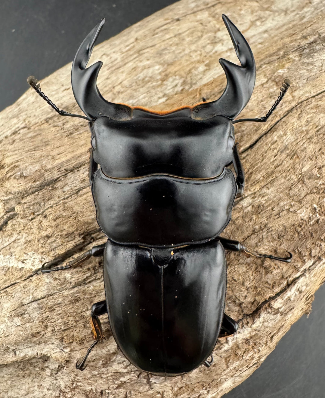 《マレーアンタエウスオオクワ 72mm ペア》