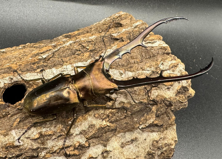 【WD】《メタリフェルホソアカ 89mm ペア》