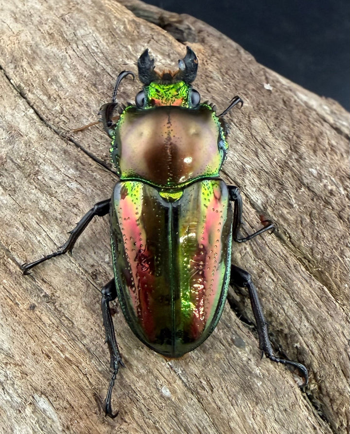 《ニジイロクワガタ 33.5mm ♂♀♀トリオ》